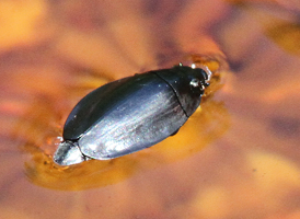 Gyrinus sp. Gyrinus sp.
